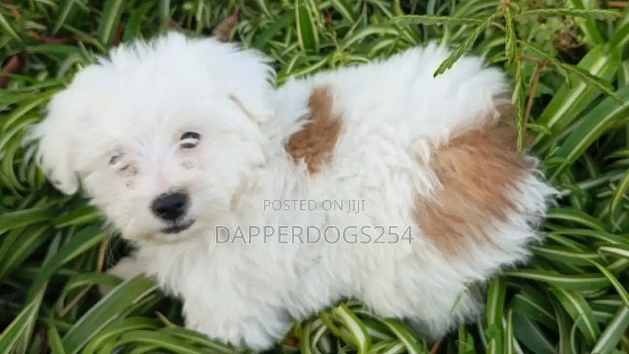 1-3 months Male Purebred Havanese