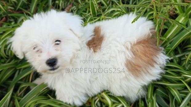 1-3 months Male Purebred Havanese - thumbnail 2