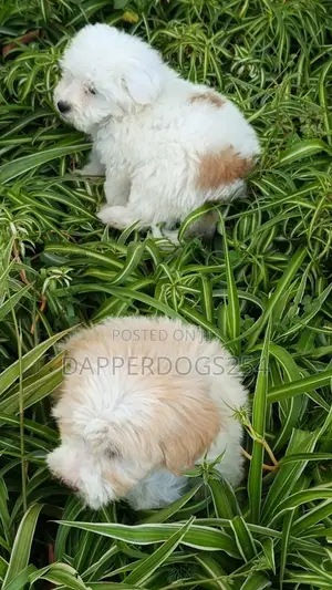 1-3 months Male Purebred Havanese