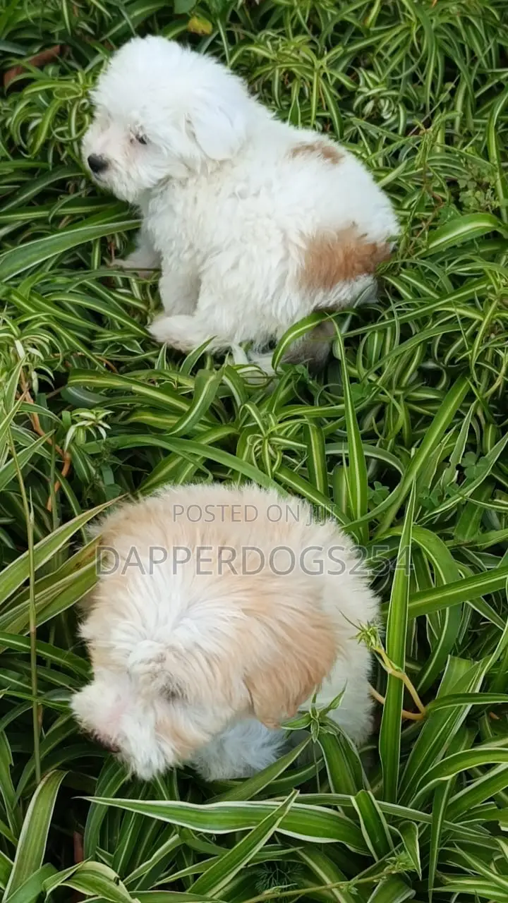 1-3 months Male Purebred Havanese
