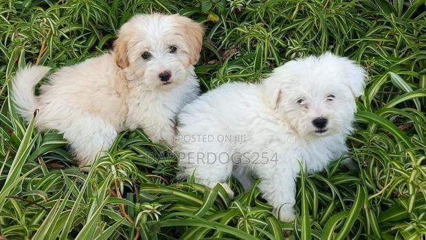 1-3 months Male Purebred Havanese