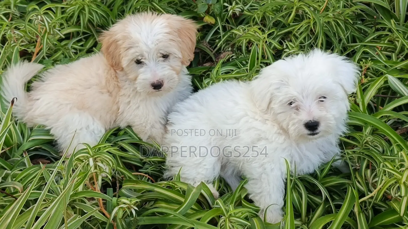 1-3 months Male Purebred Havanese