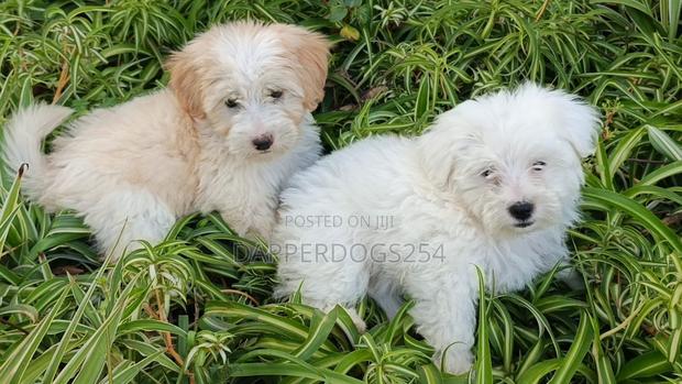 1-3 months Male Purebred Havanese - thumbnail 5