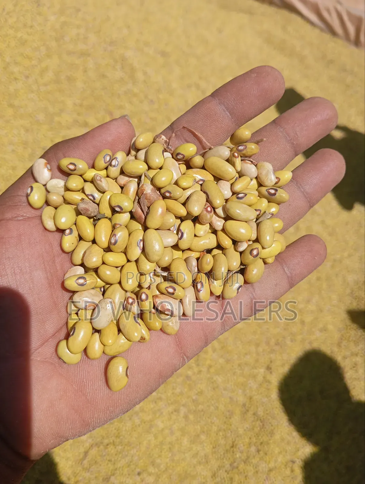 Yellow Beans /Yellow Green Beans