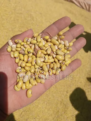 Yellow Beans /Yellow Green Beans