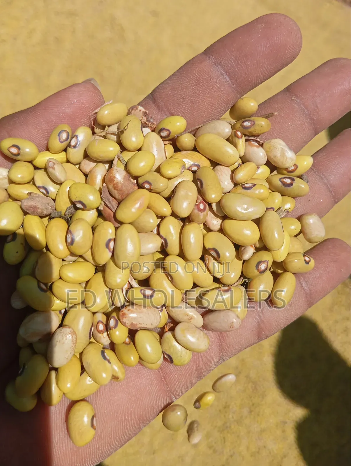 Yellow Beans /Yellow Green Beans