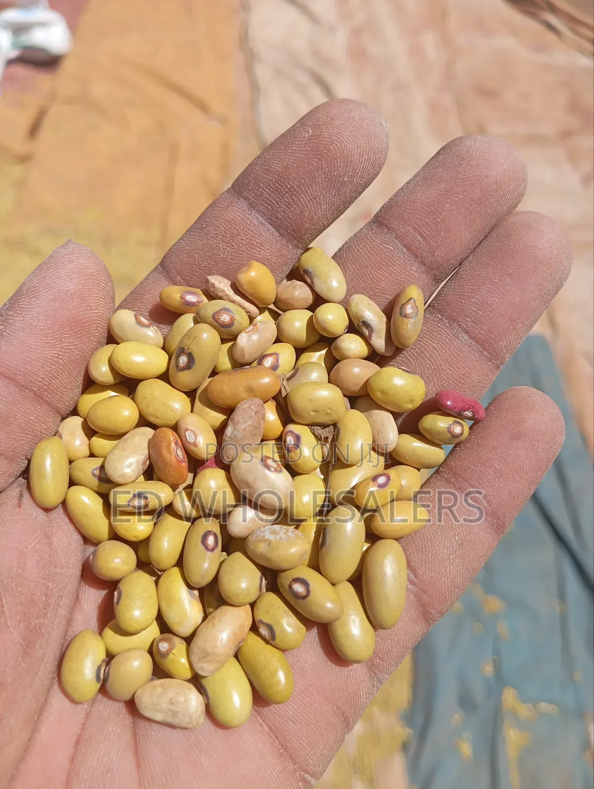 Yellow Beans /Yellow Green Beans