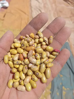 Yellow Beans /Yellow Green Beans
