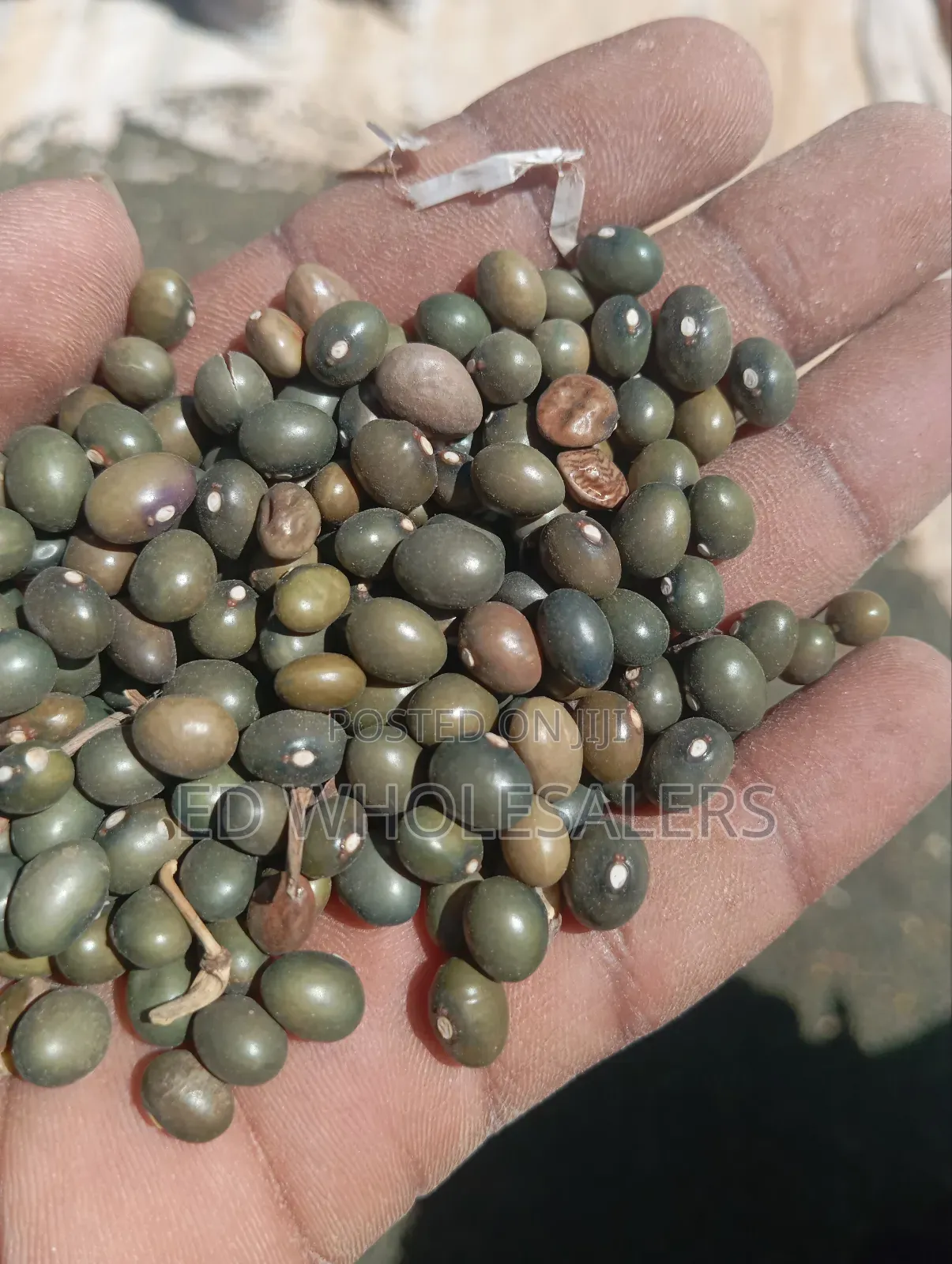 Army Green Beans / Army Beans
