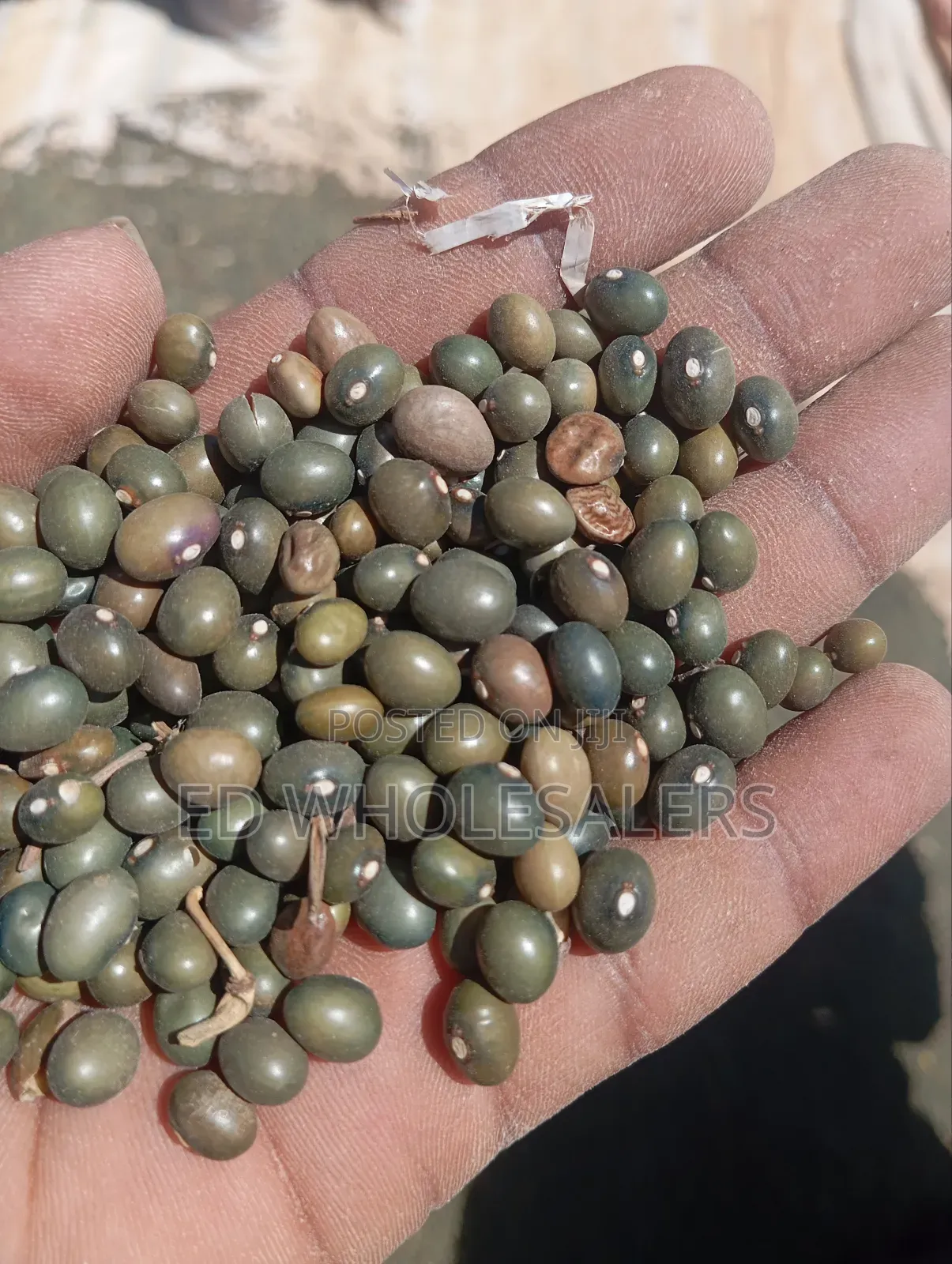 Army Green Beans / Army Beans