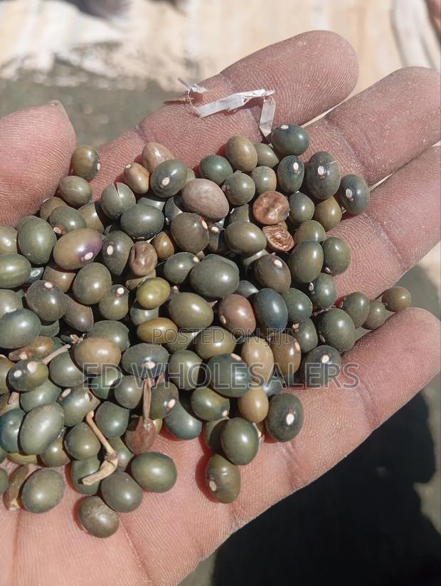 Army Green Beans / Army Beans - thumbnail 2