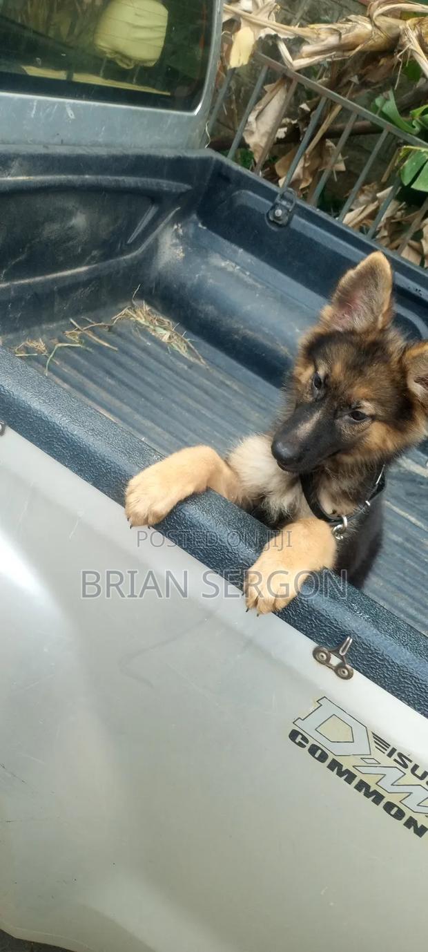 3-6 months Female Purebred German Shepherd