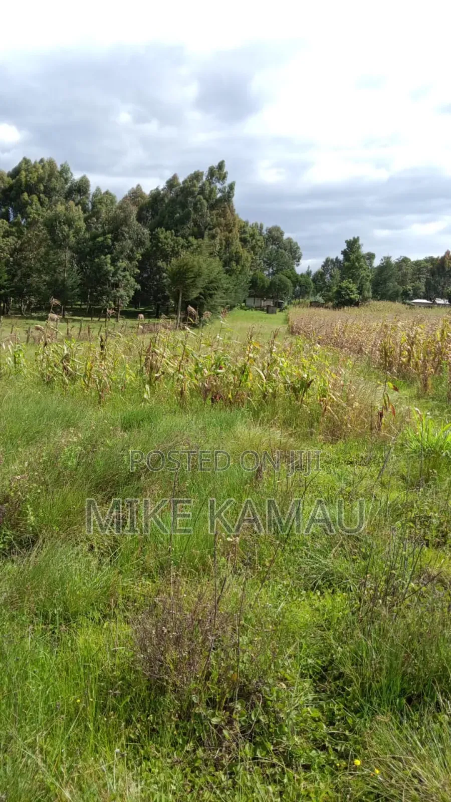 Good Fertile Land With a Three Room House 100m From Tarmac