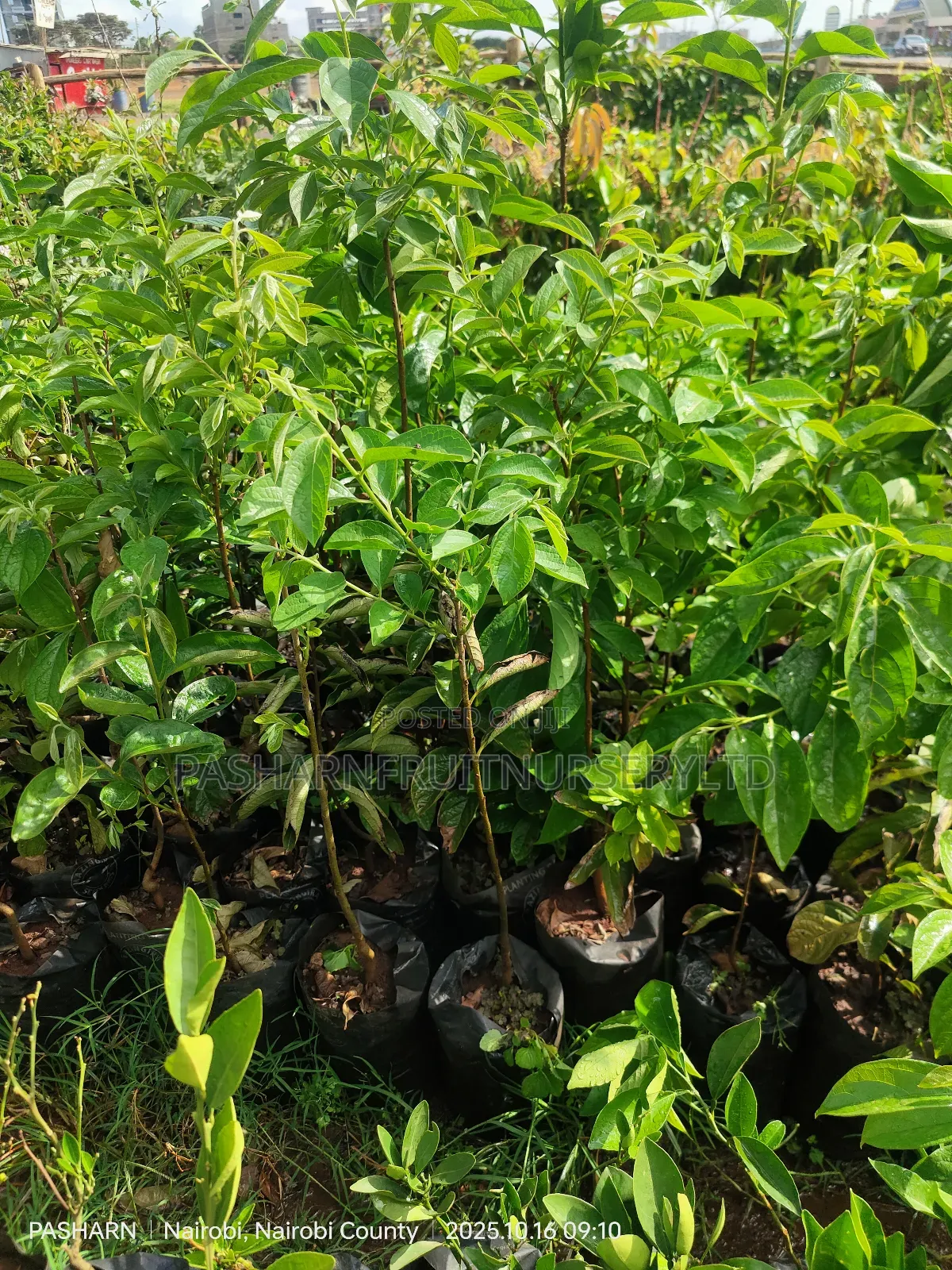 Persimmon Fruit Tree Seedlings