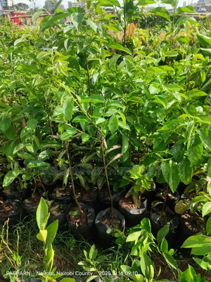 Persimmon Fruit Tree Seedlings