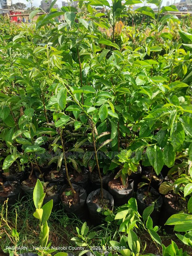 Persimmon Fruit Tree Seedlings - thumbnail 2