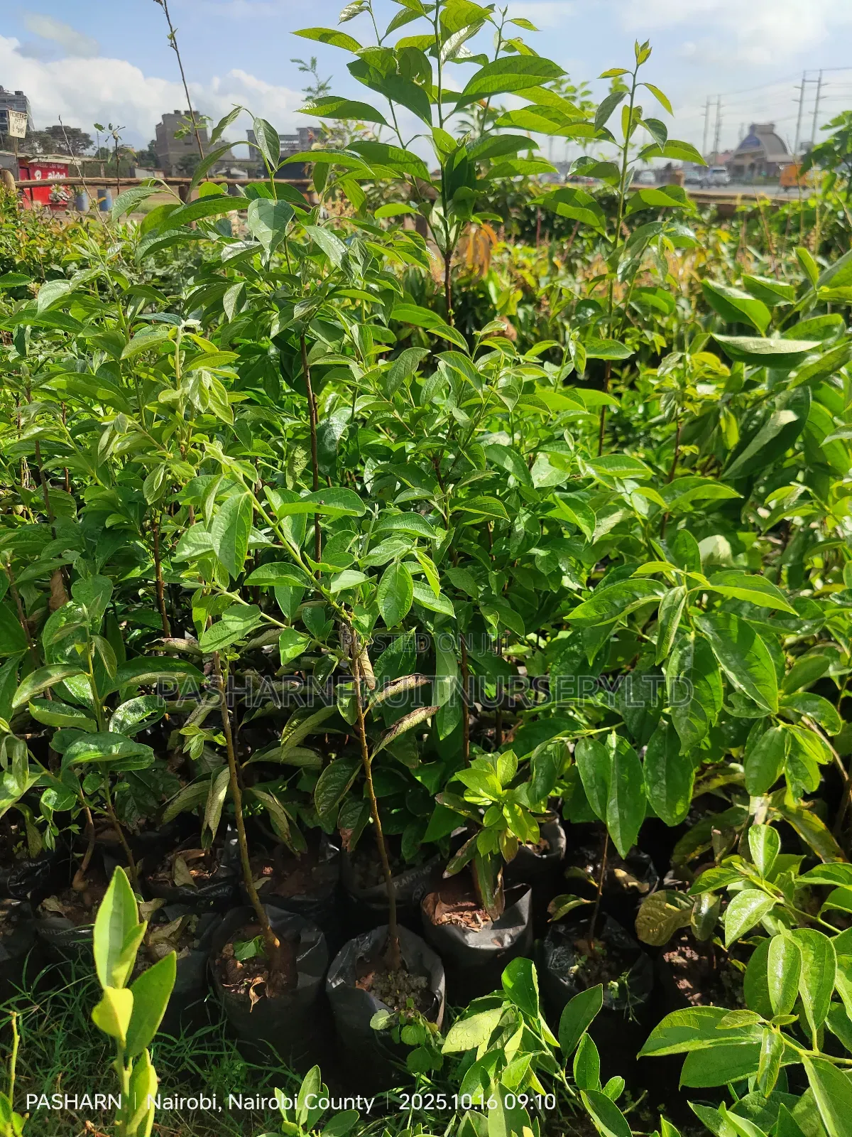 Persimmon Fruit Tree Seedlings