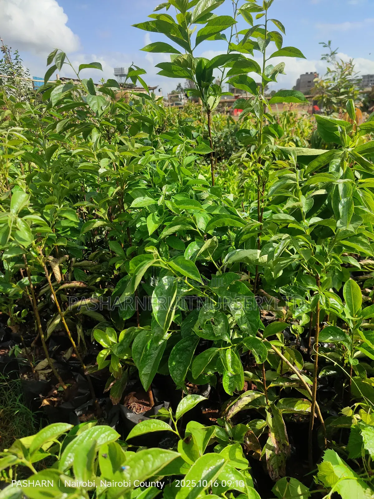Persimmon Fruit Tree Seedlings