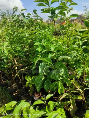 Persimmon Fruit Tree Seedlings