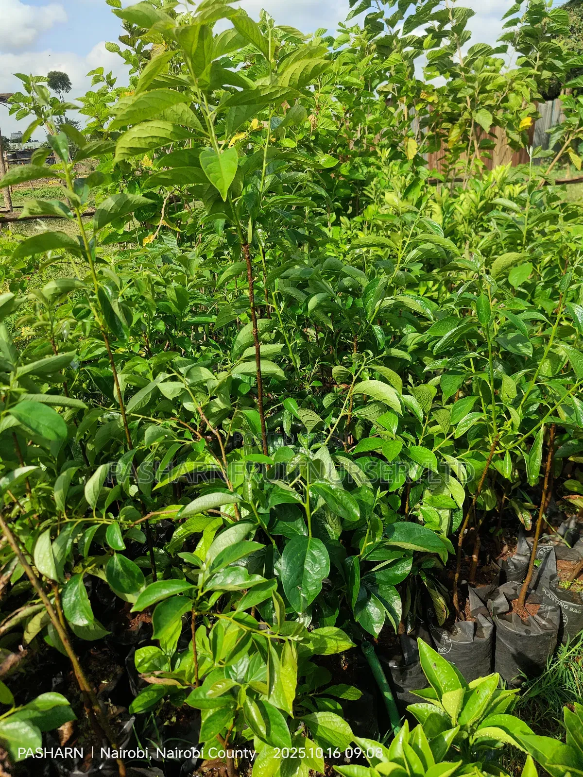 Persimmon Fruit Tree Seedlings