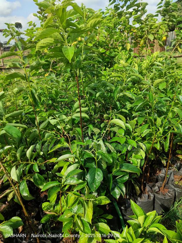 Persimmon Fruit Tree Seedlings - thumbnail 6