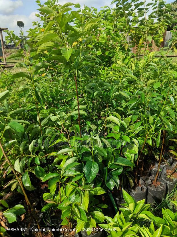 Persimmon Fruit Tree Seedlings - thumbnail 7