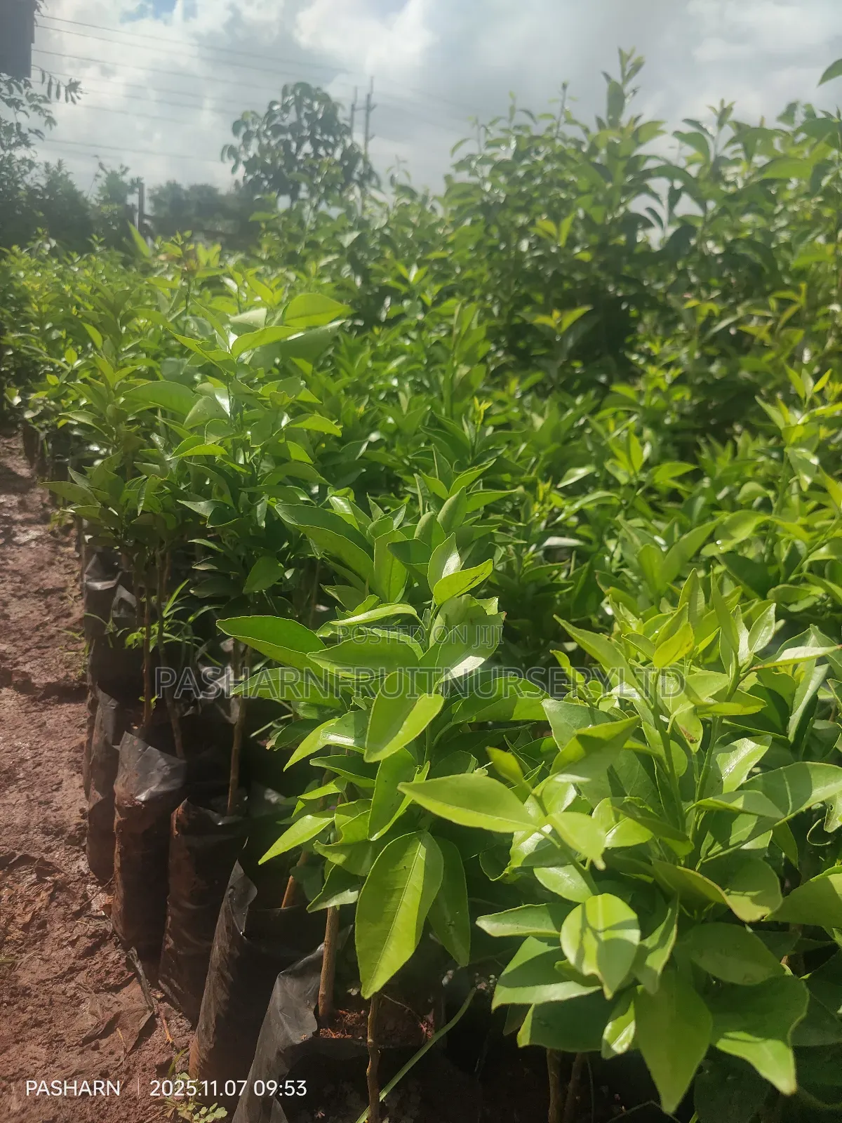 Pixie Orange Seedlings