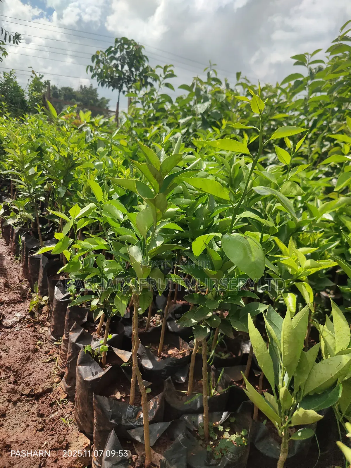 Pixie Orange Seedlings