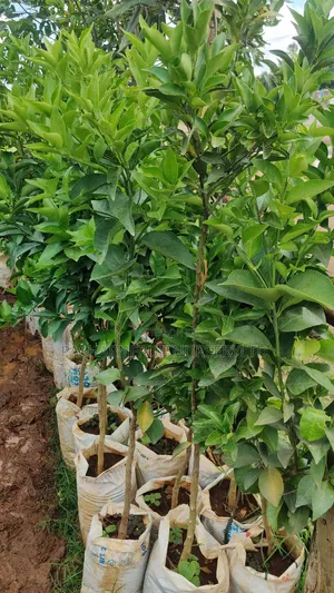 Pixie Orange Seedlings