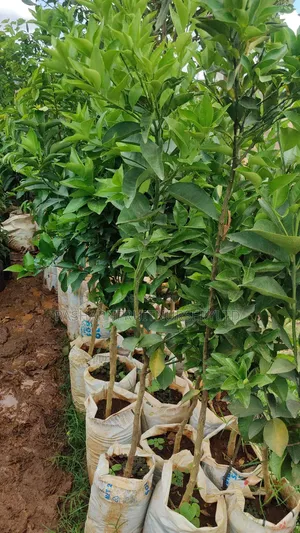 Pixie Orange Seedlings