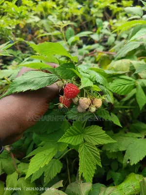 Raspberry Fruit Seedlings