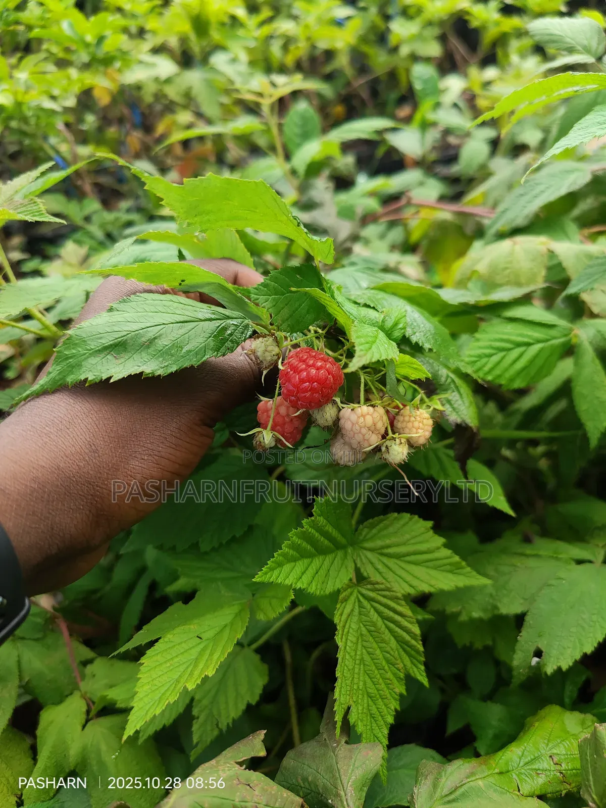 Raspberry Fruit Seedlings