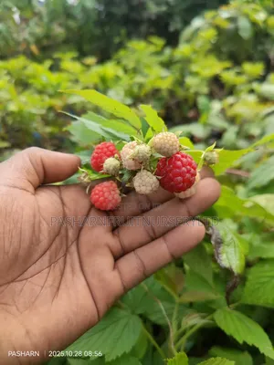 Raspberry Fruit Seedlings
