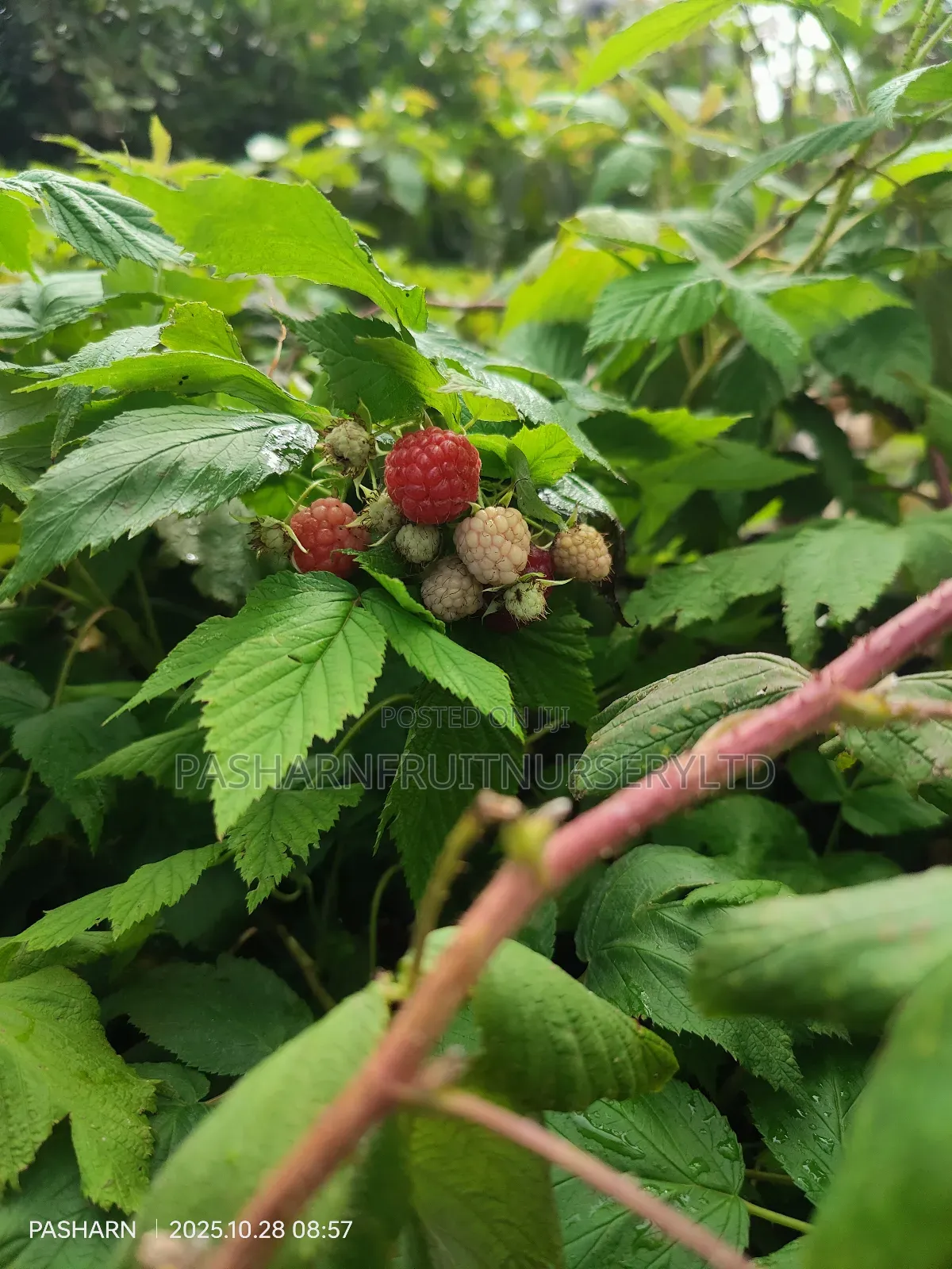 Raspberry Fruit Seedlings