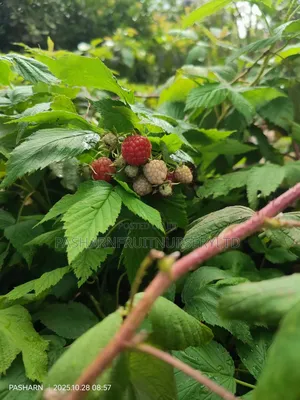Raspberry Fruit Seedlings