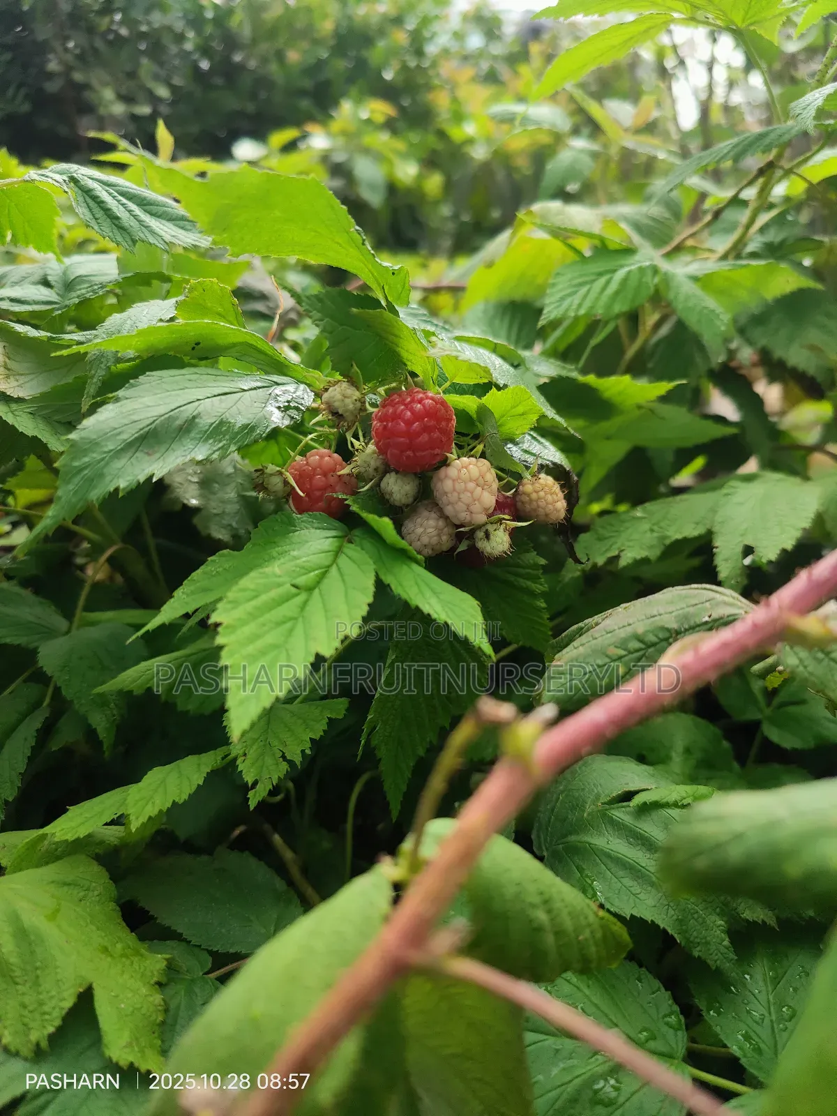 Raspberry Fruit Seedlings