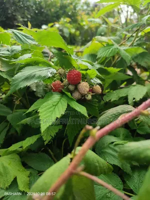 Raspberry Fruit Seedlings