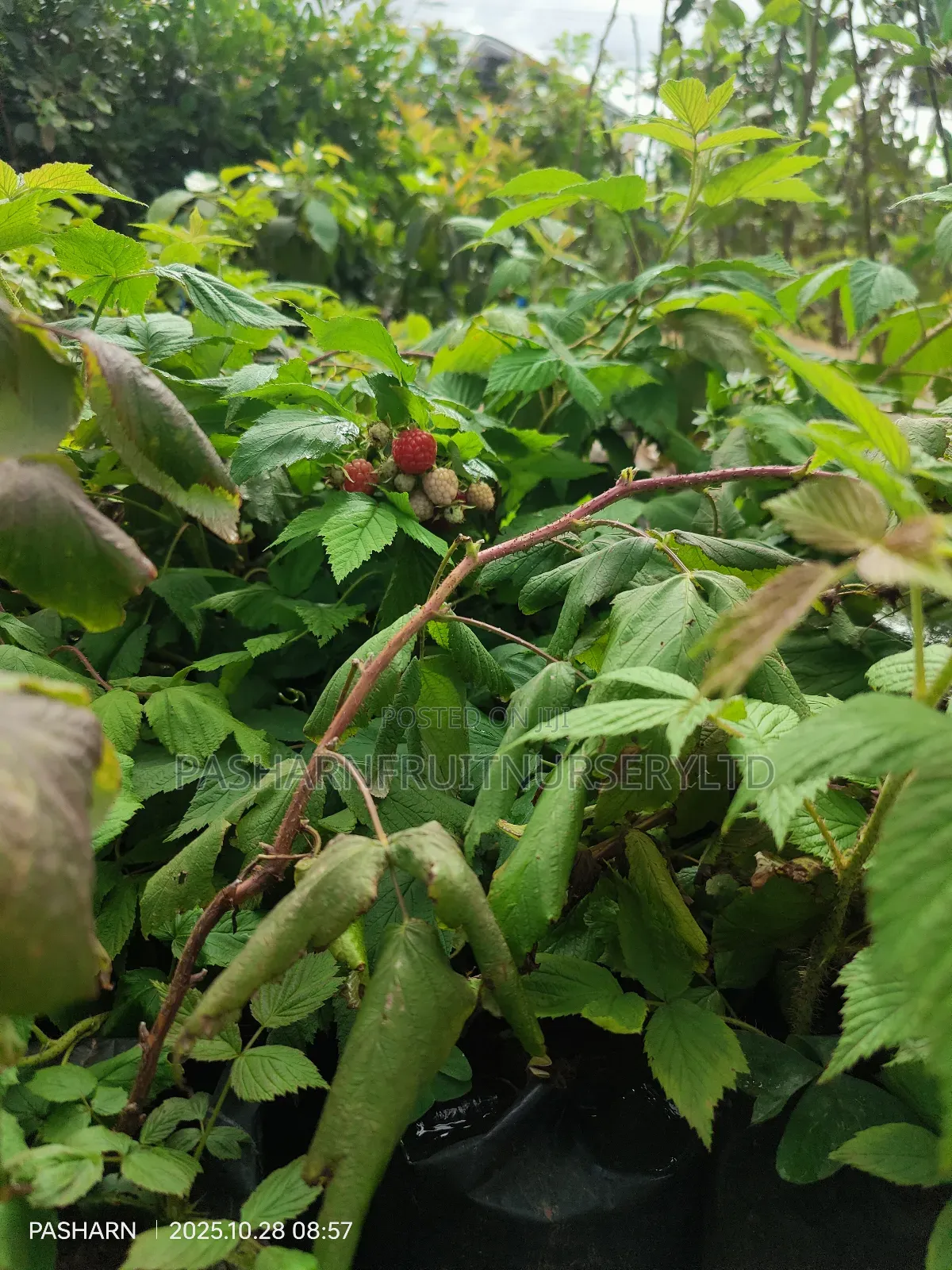 Raspberry Fruit Seedlings