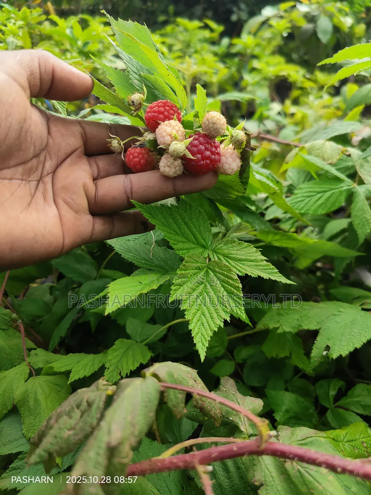 Raspberry Fruit Seedlings