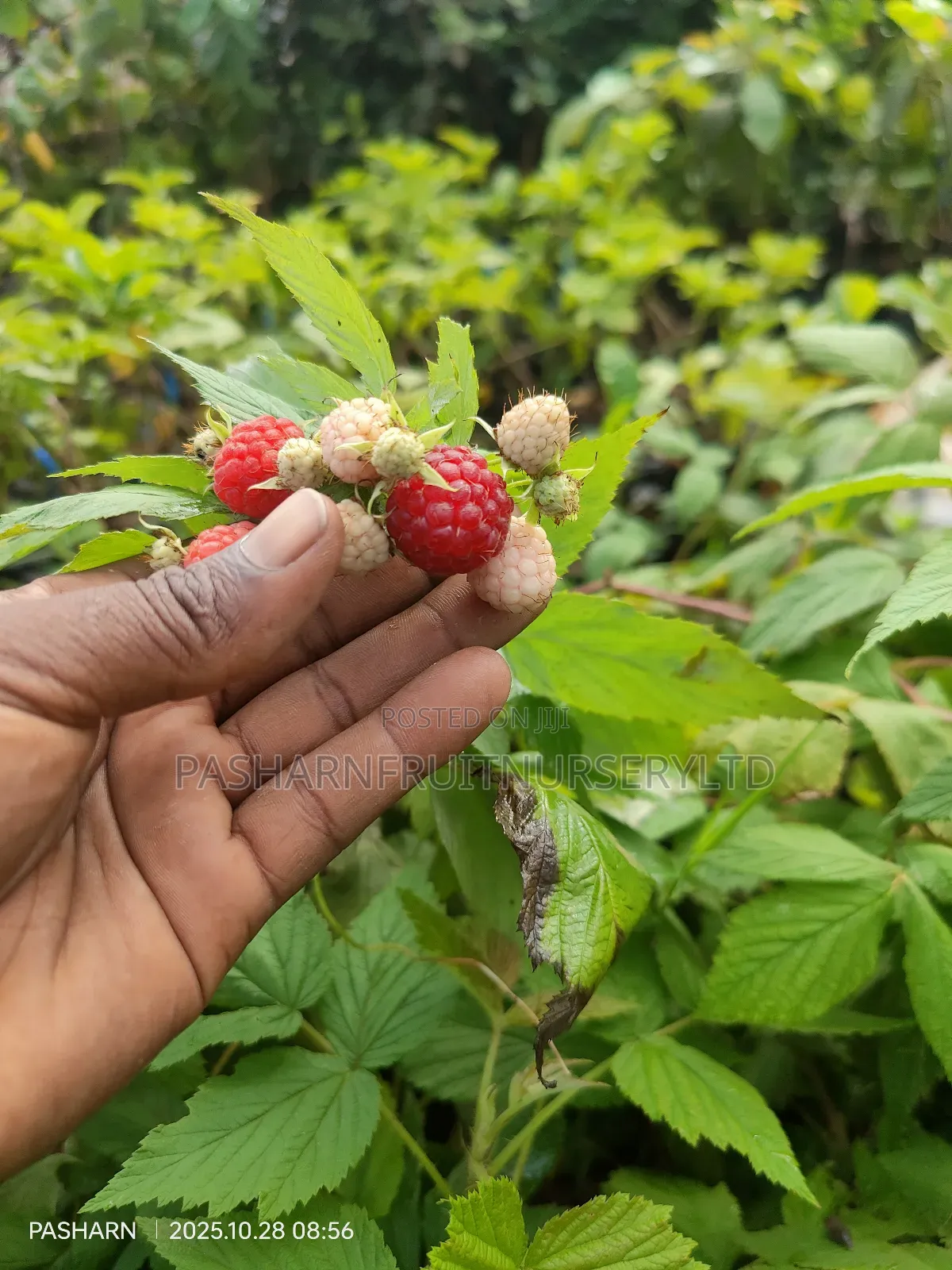 Raspberry Fruit Seedlings