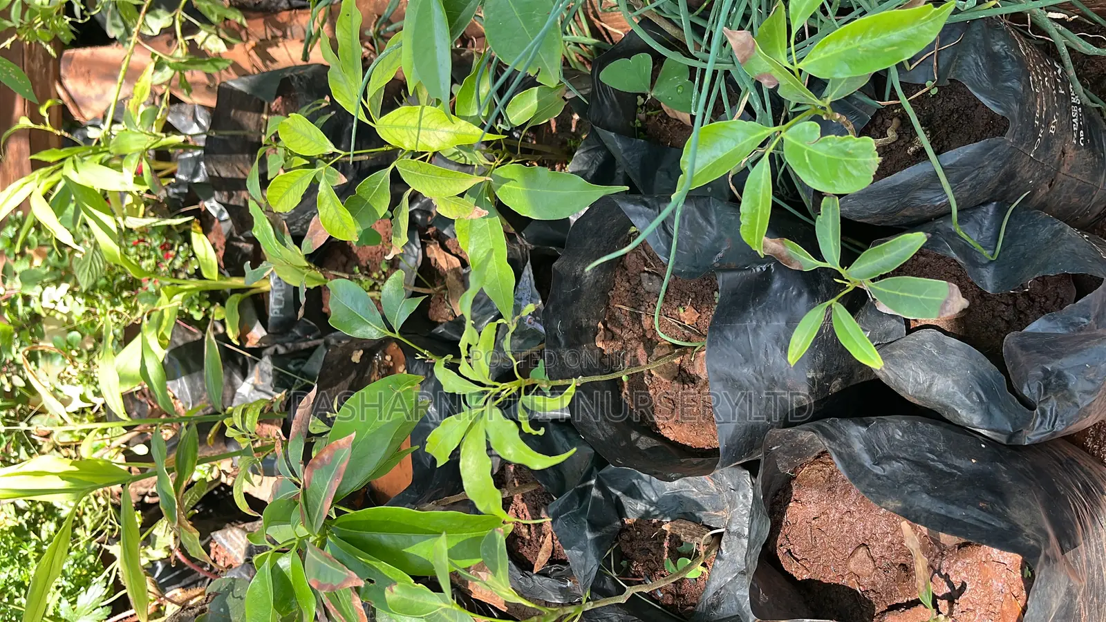 Lychee Fruit Seedlings
