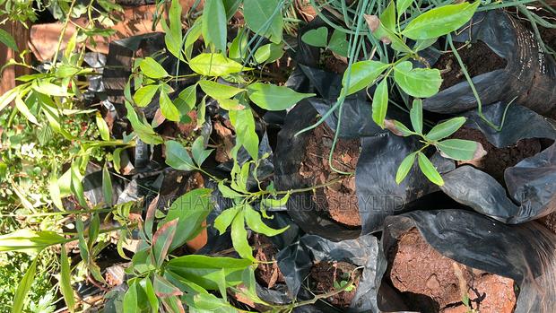 Lychee Fruit Seedlings - main view