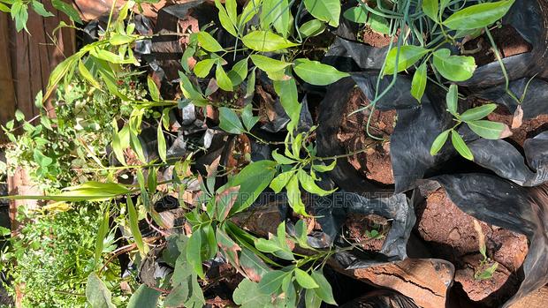 Lychee Fruit Seedlings - thumbnail 3