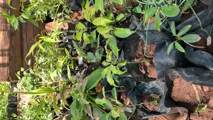 Lychee Fruit Seedlings