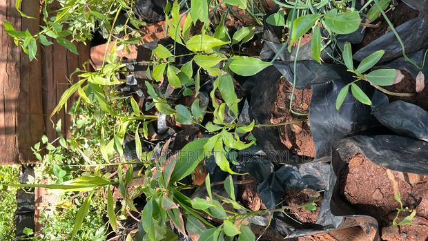 Lychee Fruit Seedlings - thumbnail 2