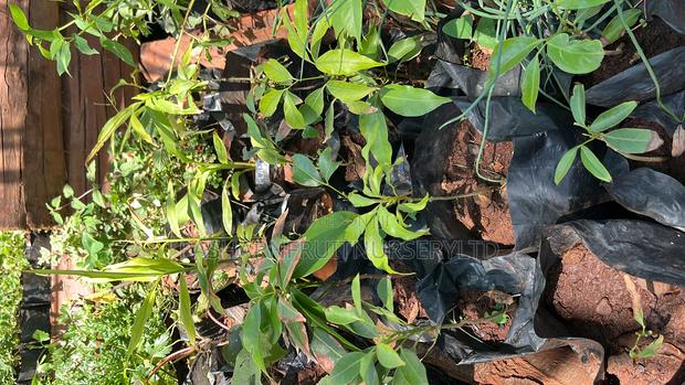 Lychee Fruit Seedlings - thumbnail 5