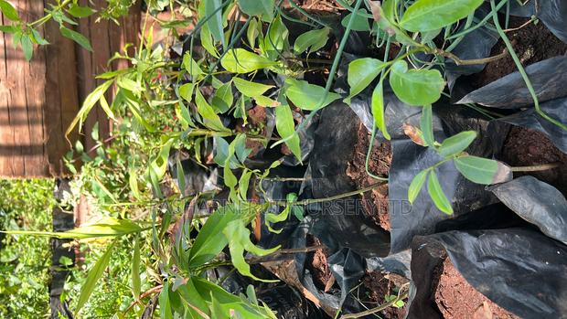 Lychee Fruit Seedlings - thumbnail 4