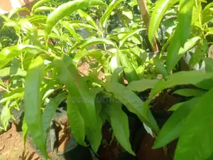 Nectarine Fruit Seedlings