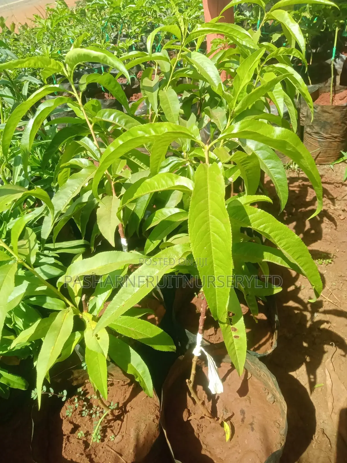 Nectarine Fruit Seedlings