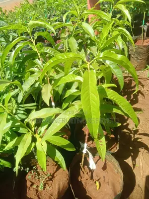 Nectarine Fruit Seedlings